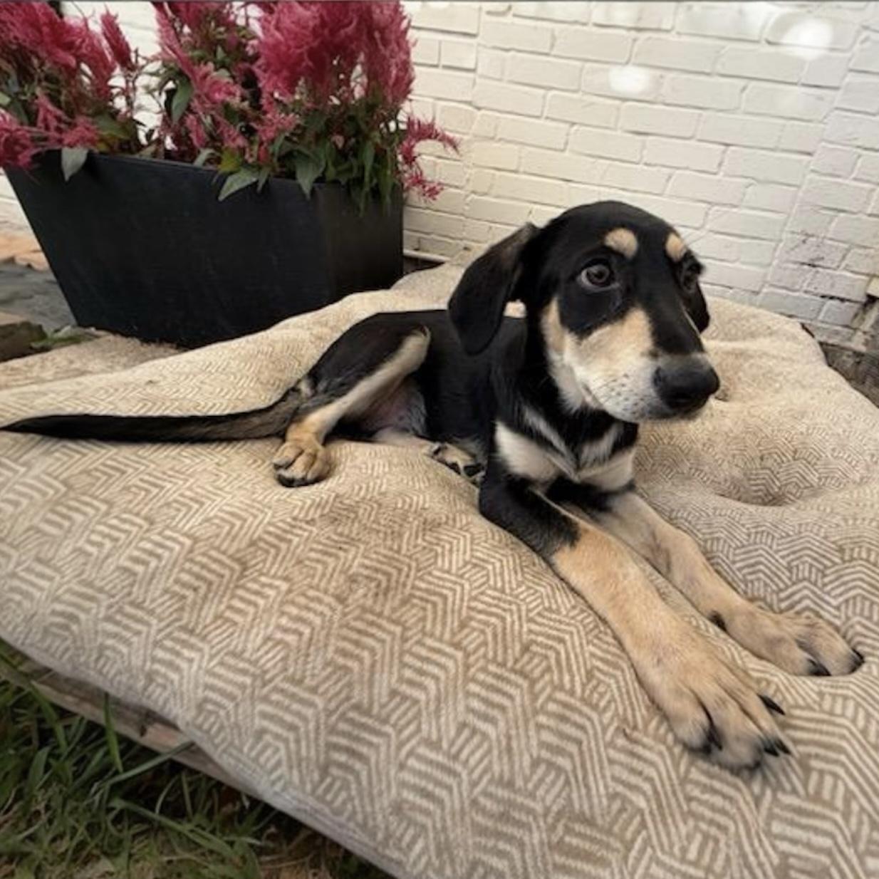 Tulsita, a ADOPTABLE Mixed Breed in Hillsborough, NJ image 2/5
