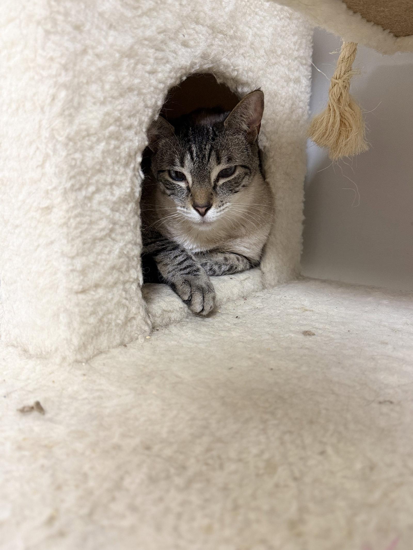 Sinatra, Adoptable, Young Male Siamese.
