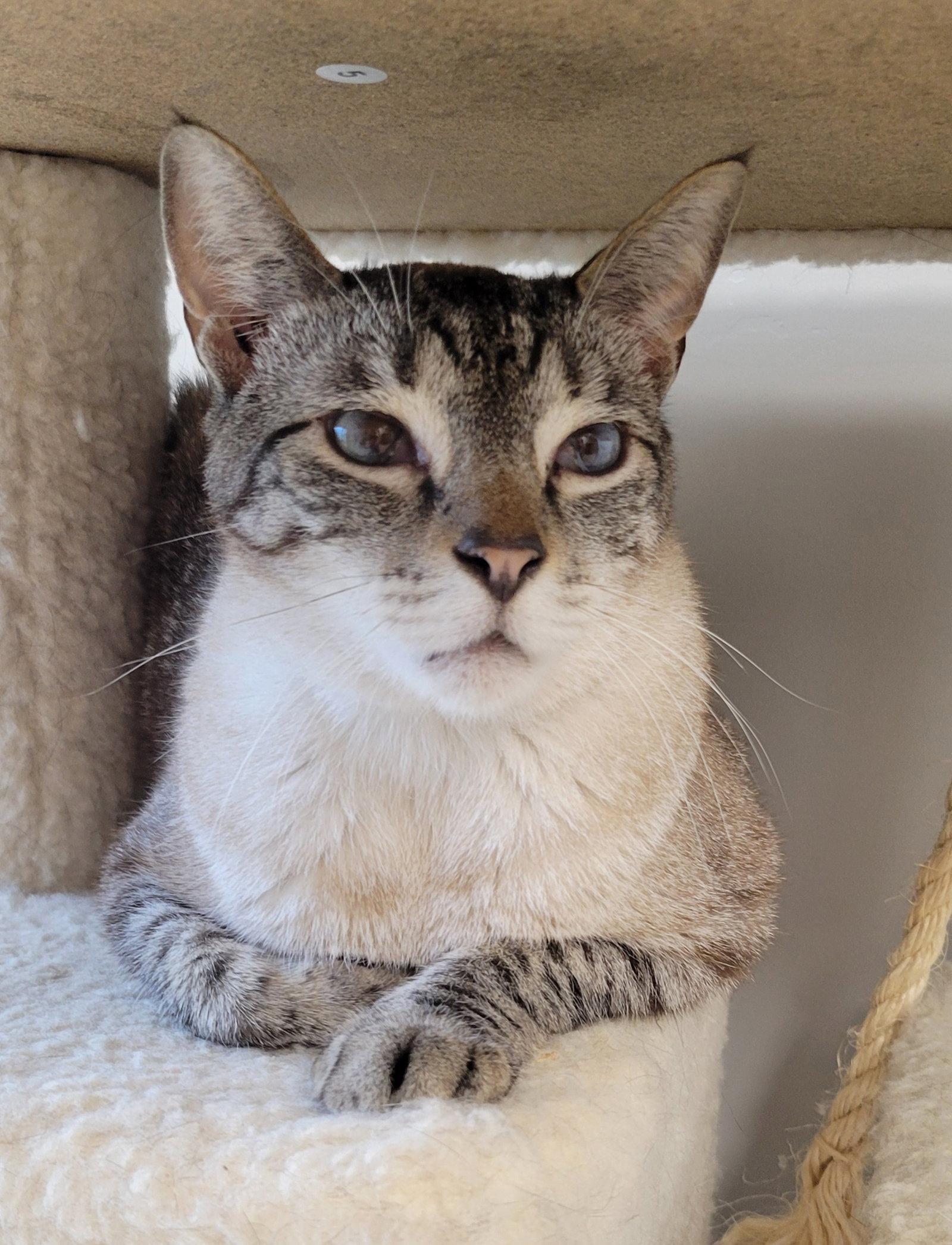 Sinatra, a Adoptable Siamese in Satellite Beach, FL image 2/2