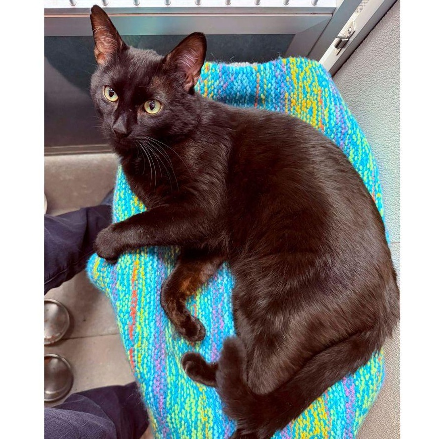 Bucky, a ADOPTABLE Domestic Short Hair in Stamford, CT image 3/4