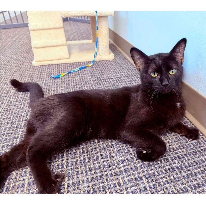 Bucky, a ADOPTABLE Domestic Short Hair in Stamford, CT image 2/4