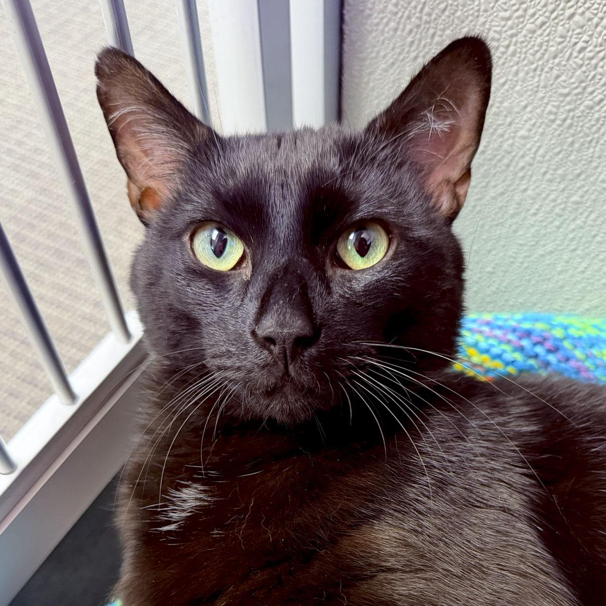 Bucky, ADOPTABLE, Young Male Domestic Short Hair.