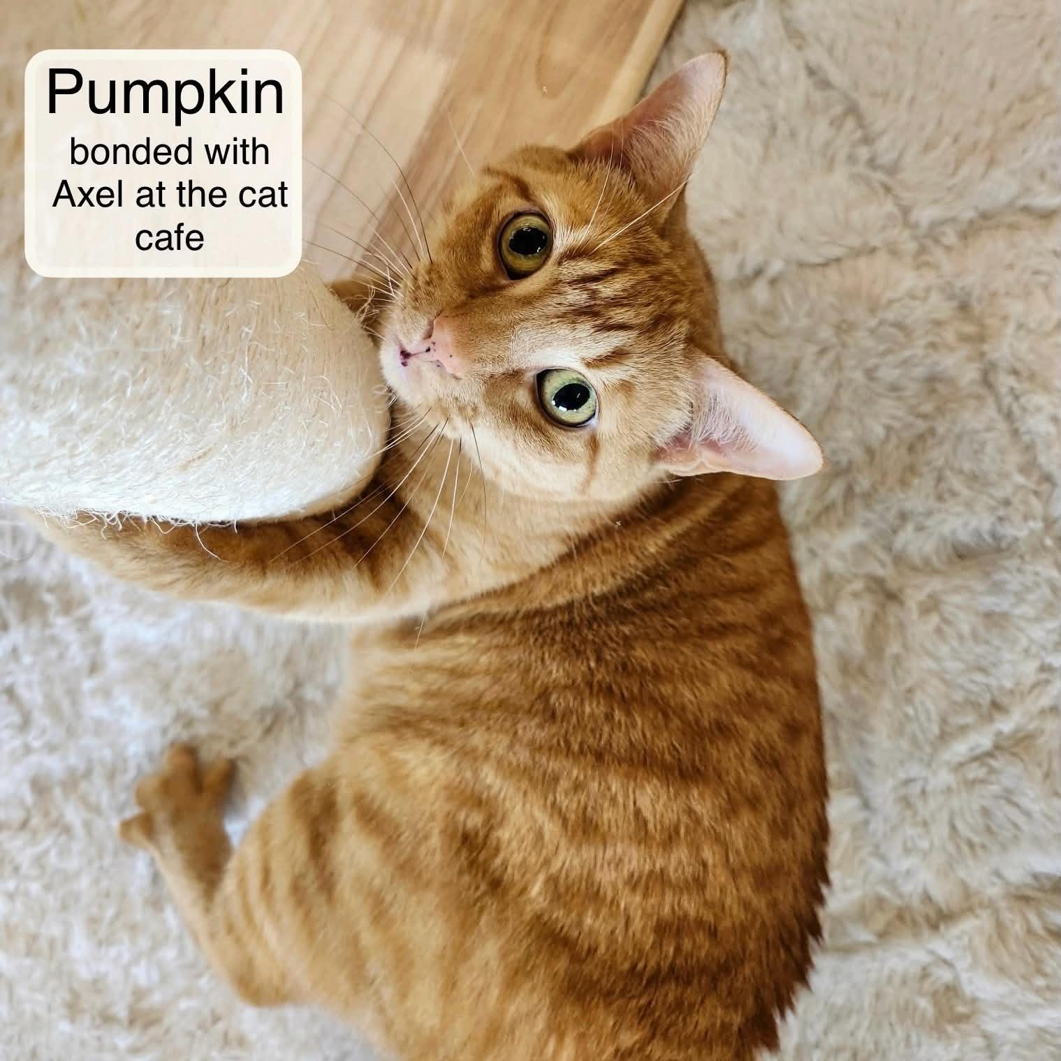 Pumpkin & Axel at Luna Cat Collective, Adoptable, Adult Female Domestic Short Hair.