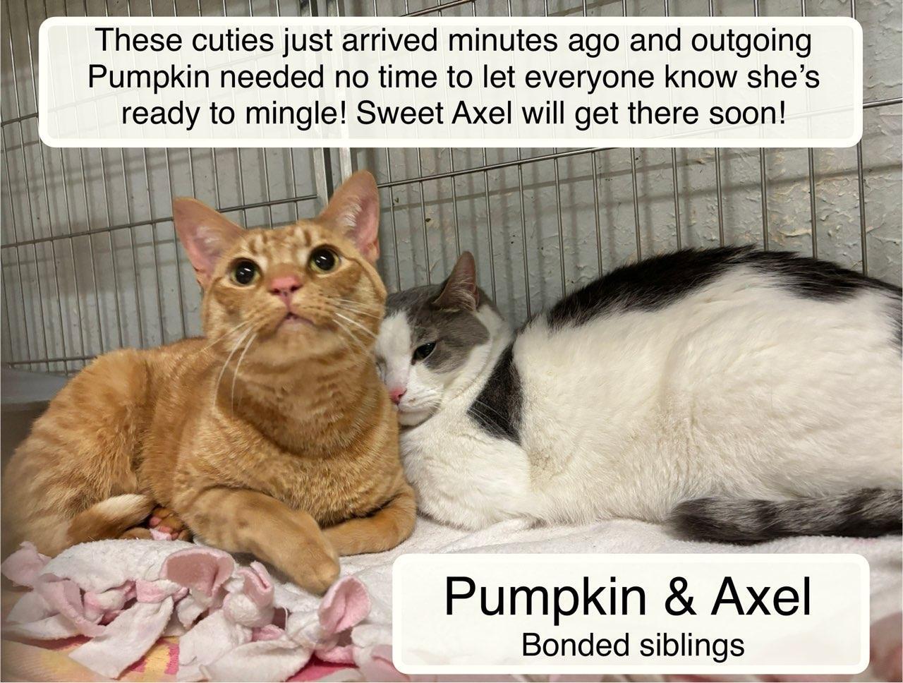 Pumpkin & Axel at Luna Cat Collective, a ADOPTABLE Domestic Short Hair in Ellicott City, MD image 2/6