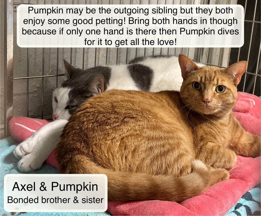 Pumpkin & Axel at Luna Cat Collective, a ADOPTABLE Domestic Short Hair in Ellicott City, MD image 5/6