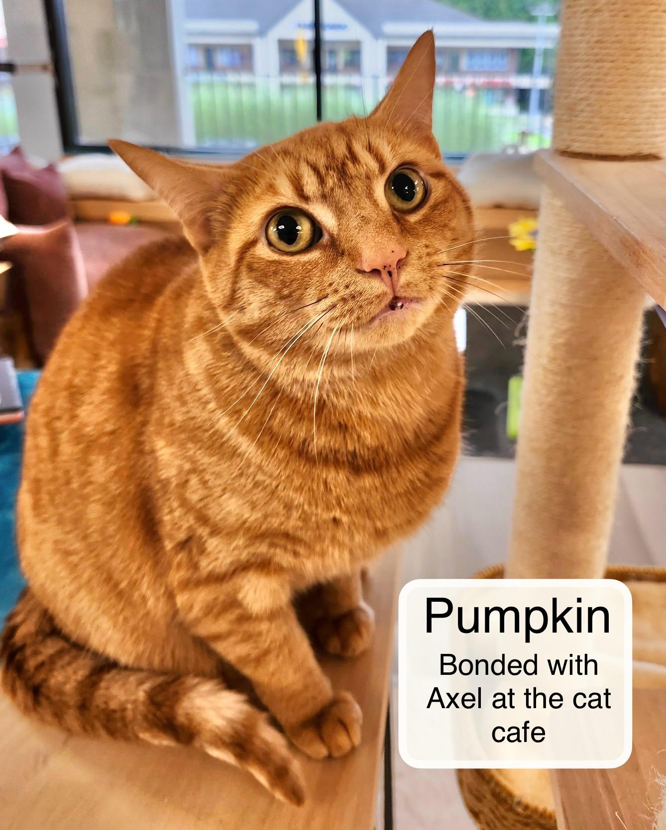 Pumpkin & Axel at Luna Cat Collective, ADOPTABLE, Adult Female Domestic Short Hair.