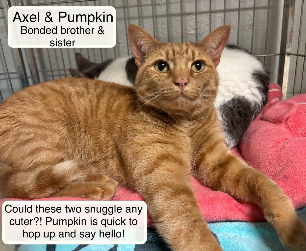 Pumpkin & Axel at Luna Cat Collective, a ADOPTABLE Domestic Short Hair in Ellicott City, MD image 4/6