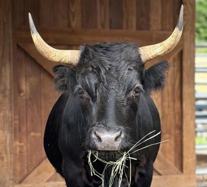 Fern, Adoptable, Senior Male Cow.