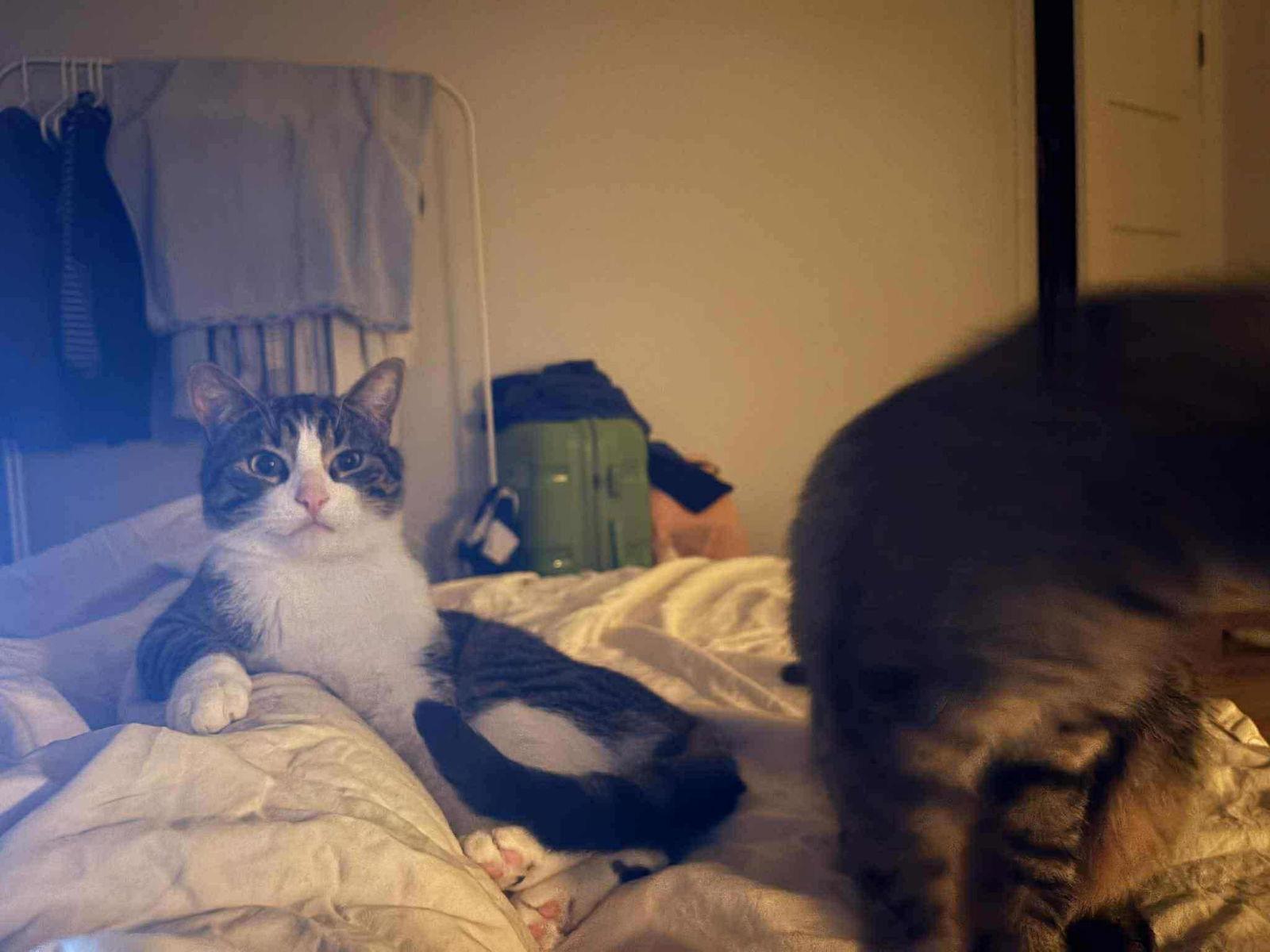 Enlarge Junie, a Adopted Domestic Short Hair in Montreal, QC image 1/3