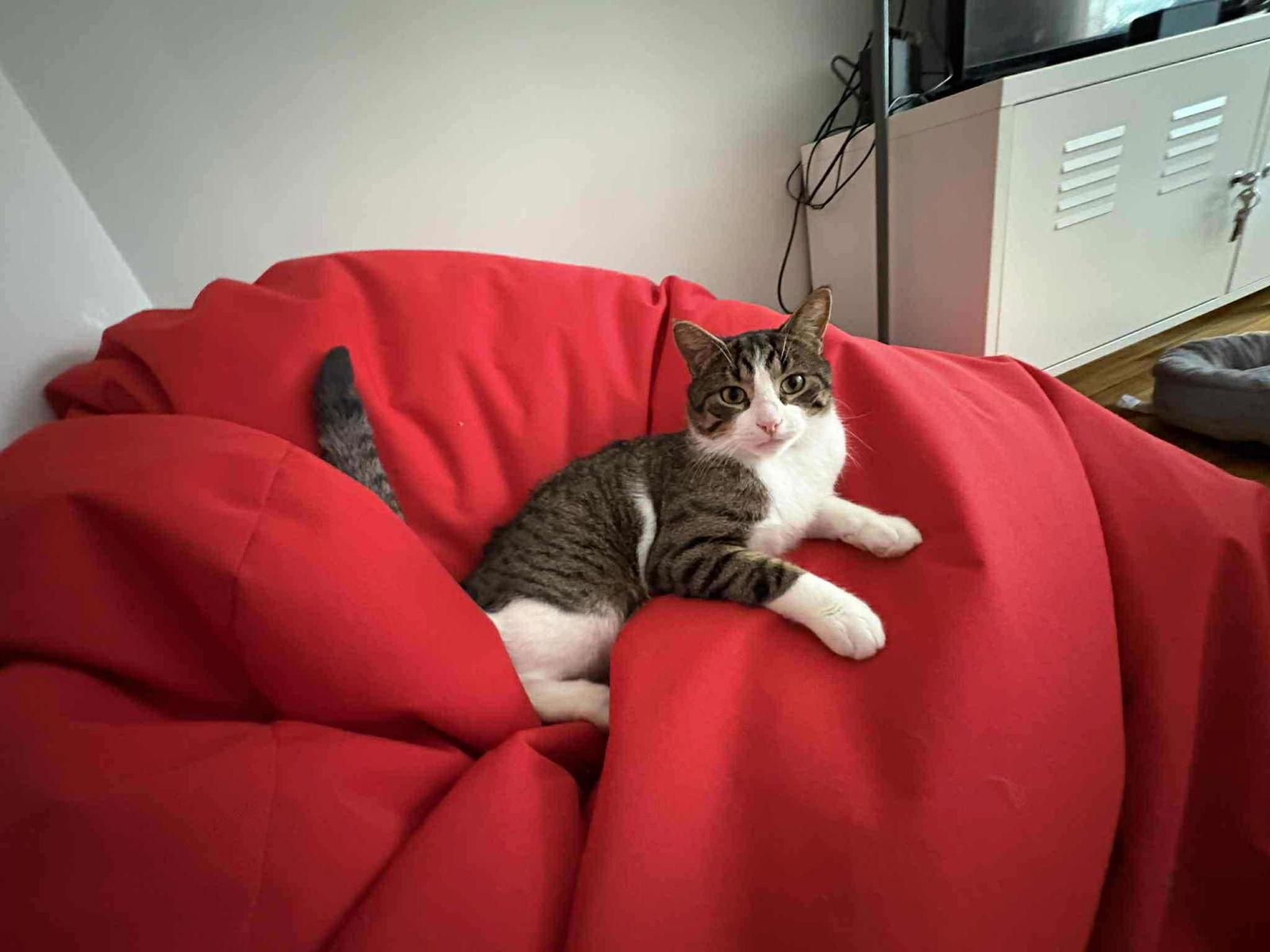 Enlarge Junie, a Adopted Domestic Short Hair in Montreal, QC image 2/3