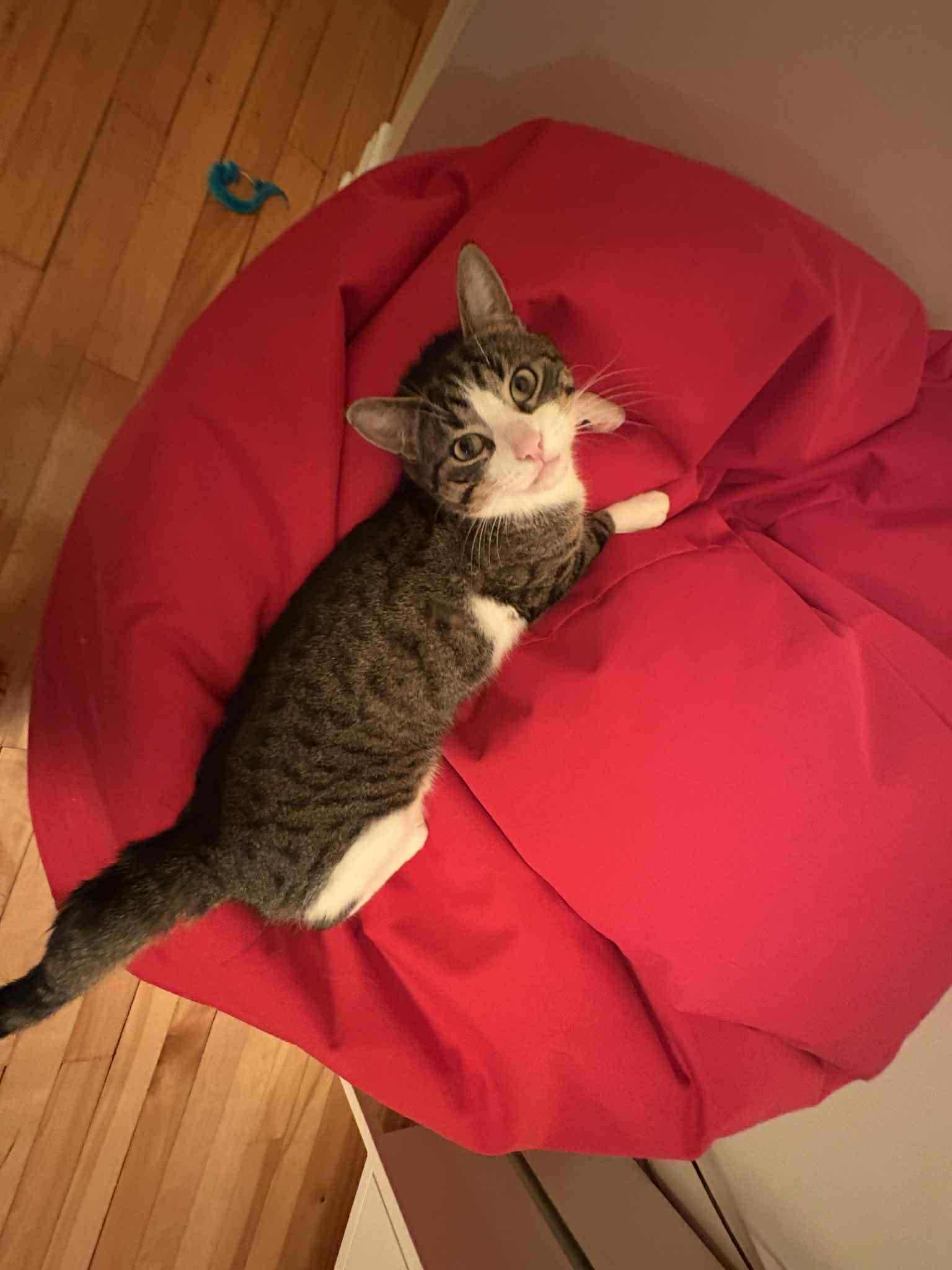 Enlarge Junie, a Adopted Domestic Short Hair in Montreal, QC image 3/3