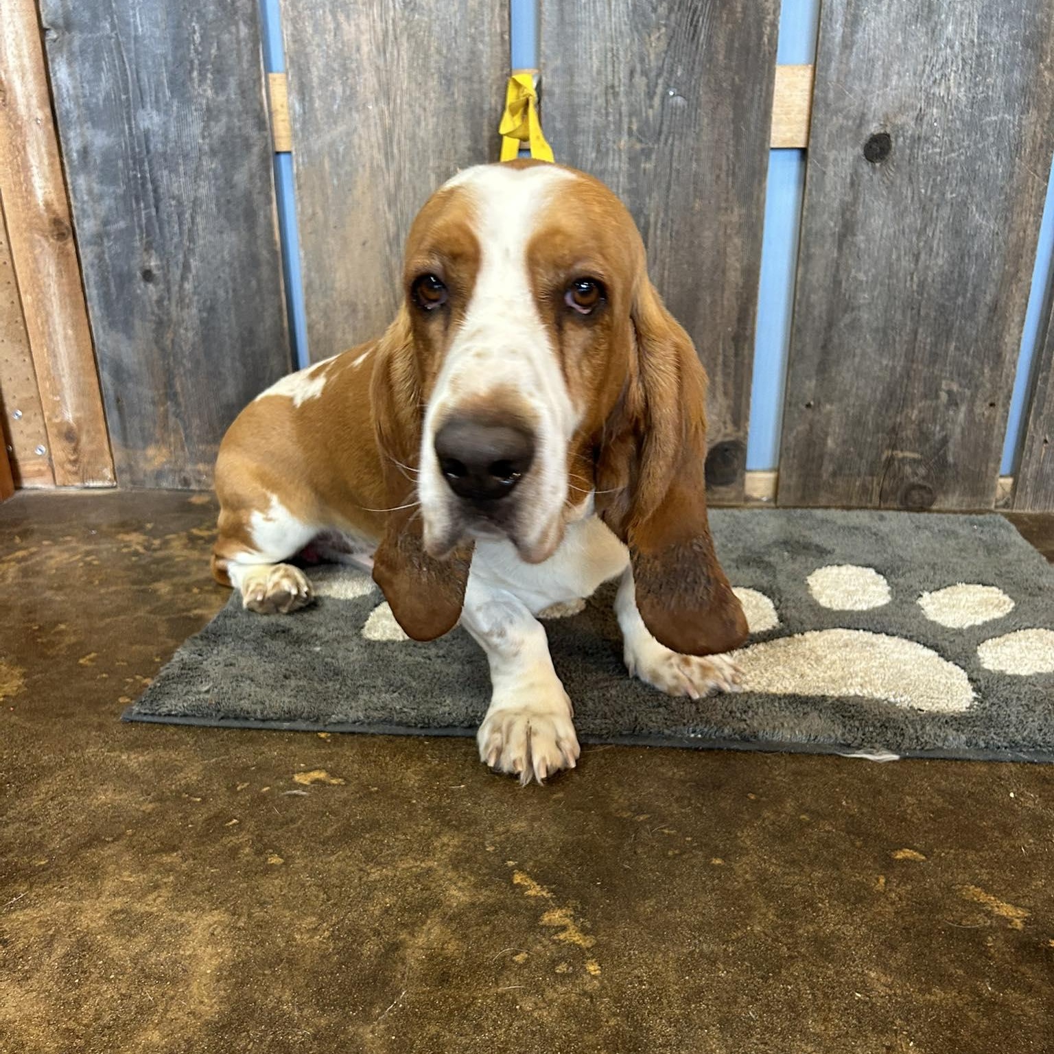 Enlarge SPEEDY EARL   $425, an adopted mixed breed in Milwaukee, WI image 2/5