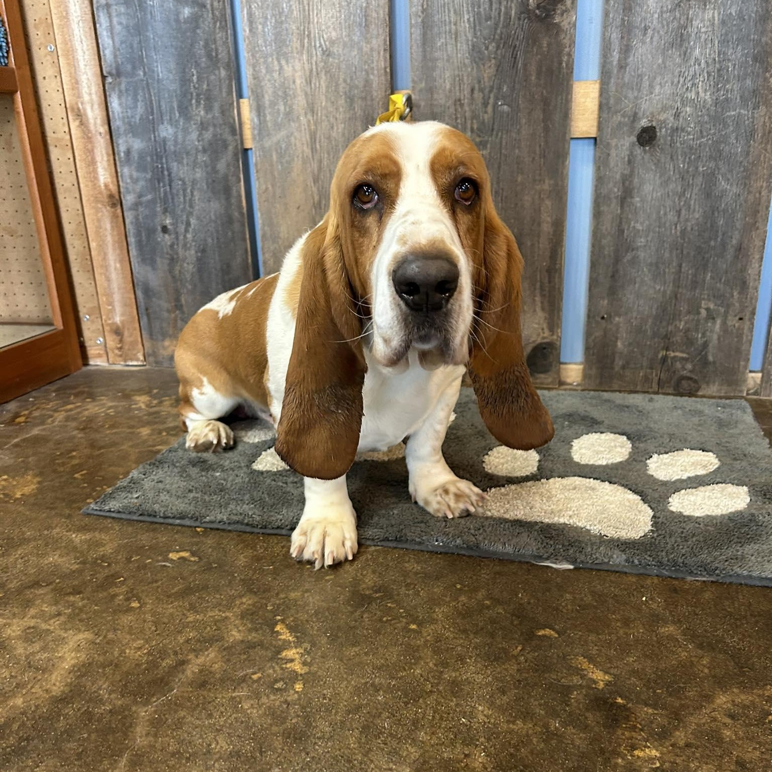 SPEEDY EARL   $425, adopted, Adult Male Basset Hound.