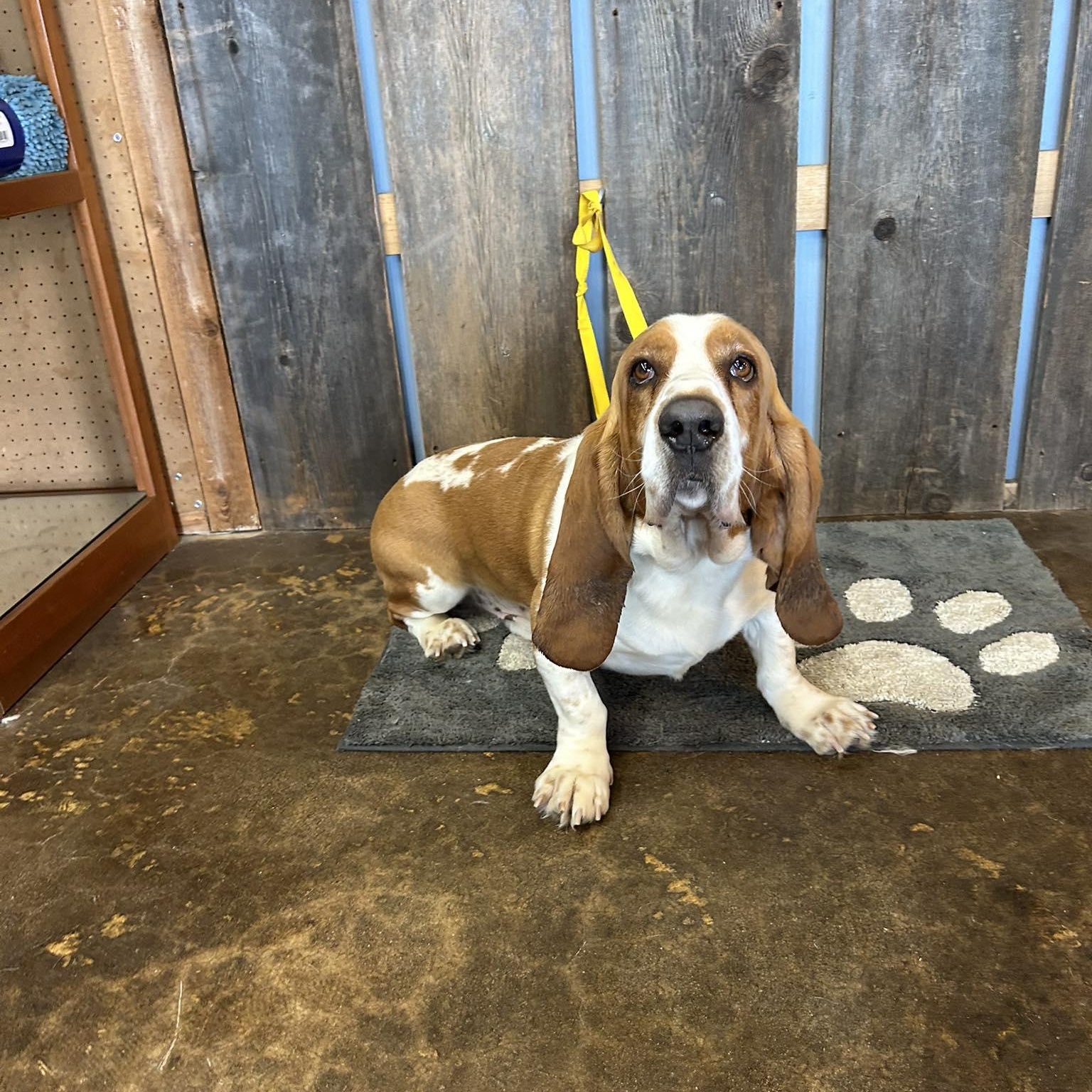 Enlarge SPEEDY EARL   $425, an adopted mixed breed in Milwaukee, WI image 4/5