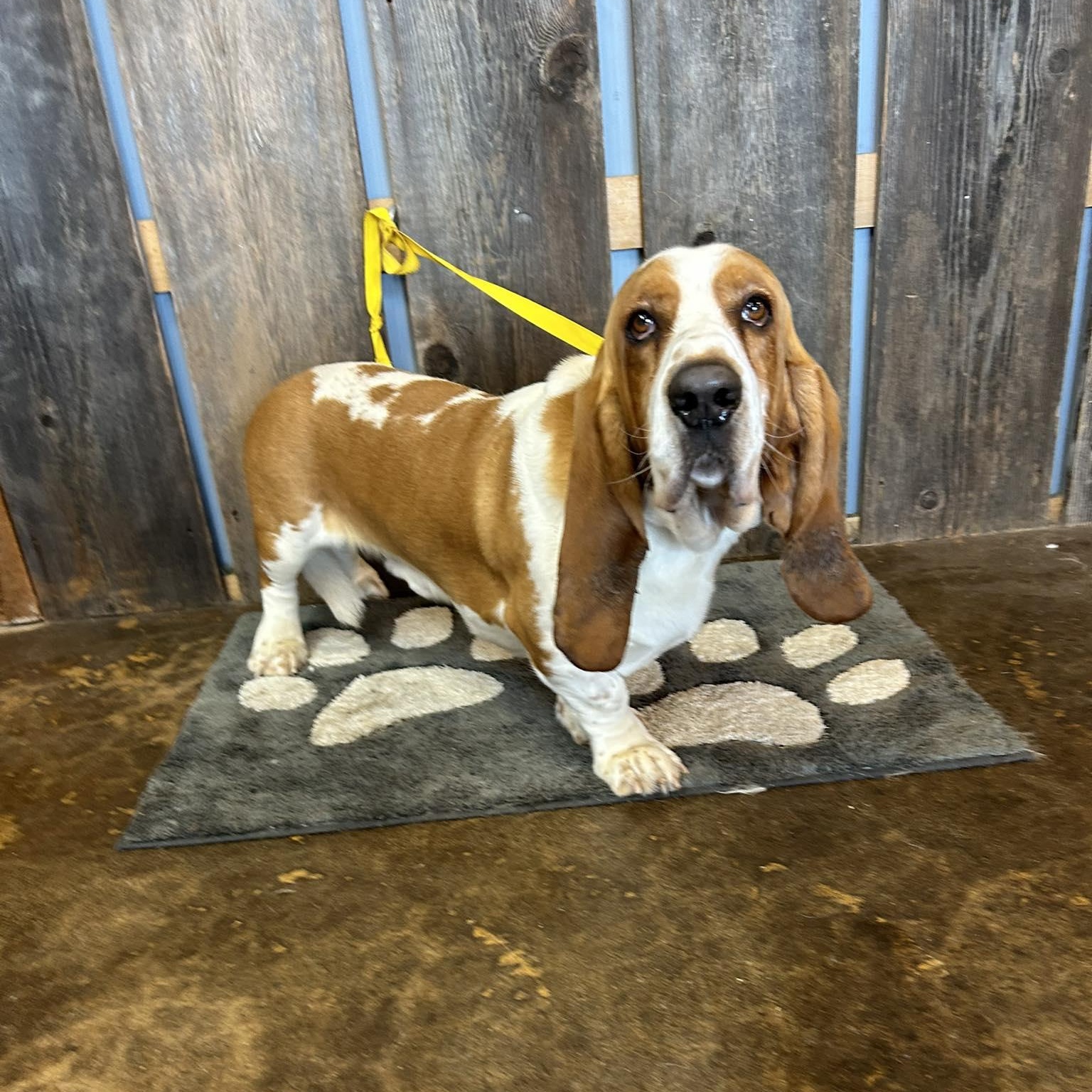 Enlarge SPEEDY EARL   $425, an adopted mixed breed in Milwaukee, WI image 5/5