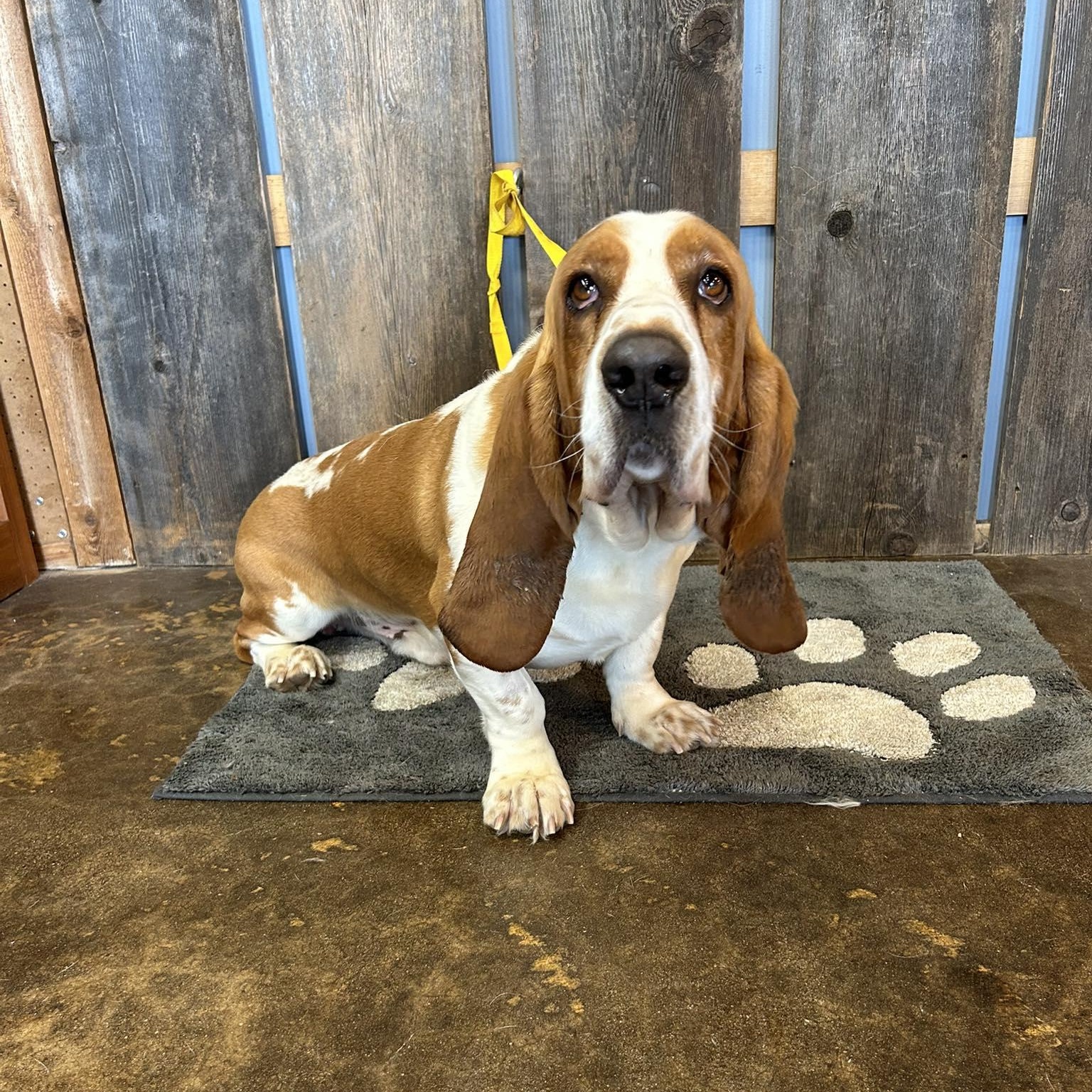 Enlarge SPEEDY EARL   $425, an adopted mixed breed in Milwaukee, WI image 3/5