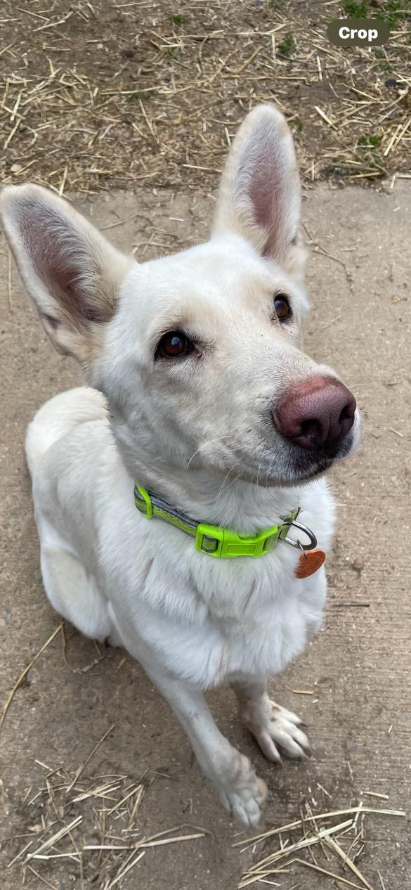 Gretchen, Adoptable, Young Female German Shepherd Dog.