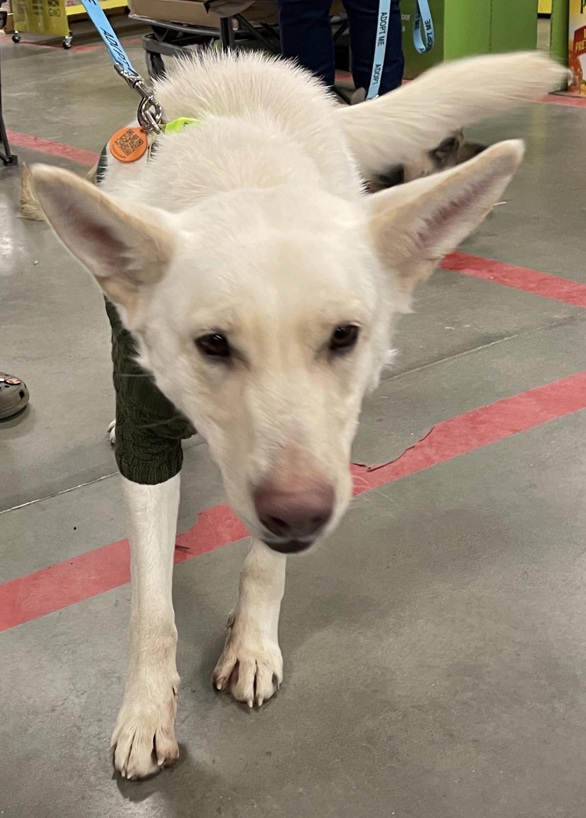 Gretchen, Adoptable, Young Female German Shepherd Dog.