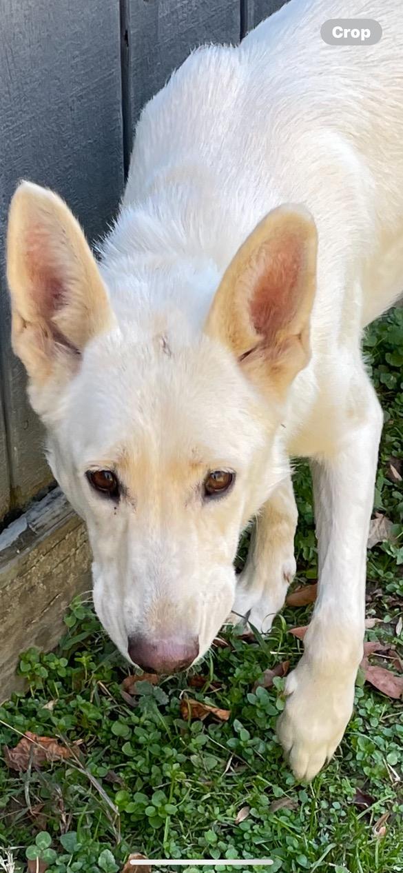 Gretchen, Adoptable, Young Female German Shepherd Dog.