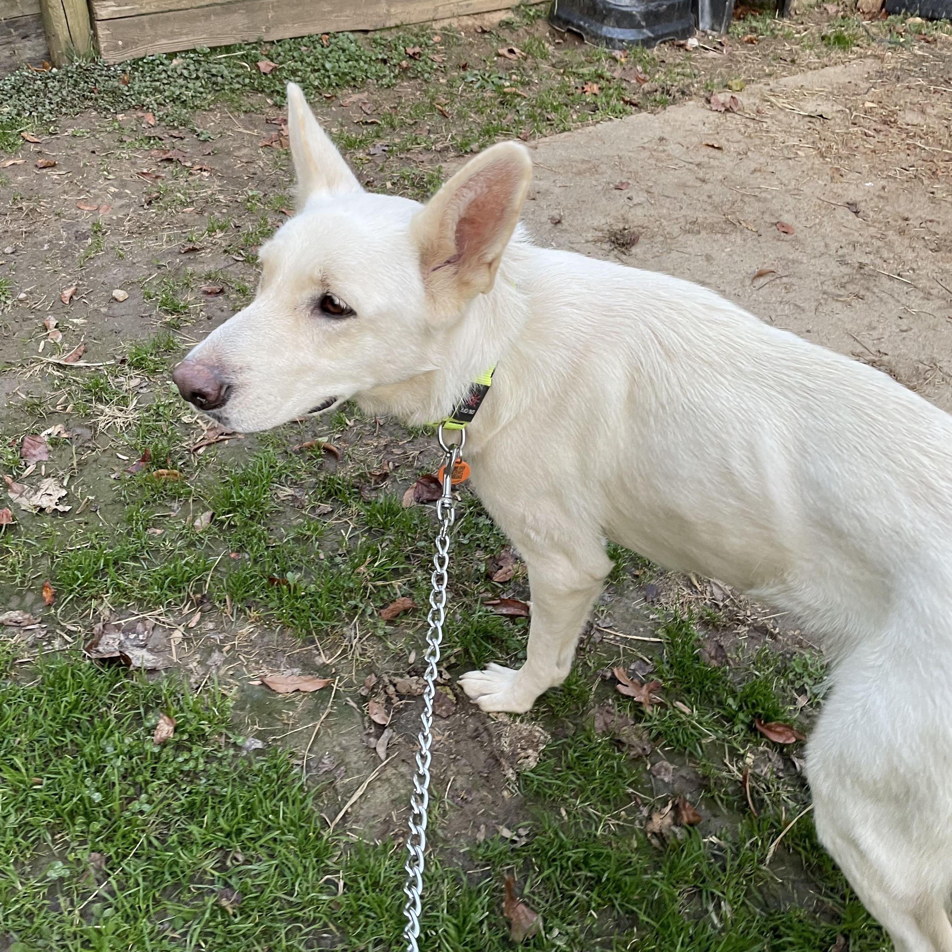 Gretchen, Adoptable, Young Female German Shepherd Dog.