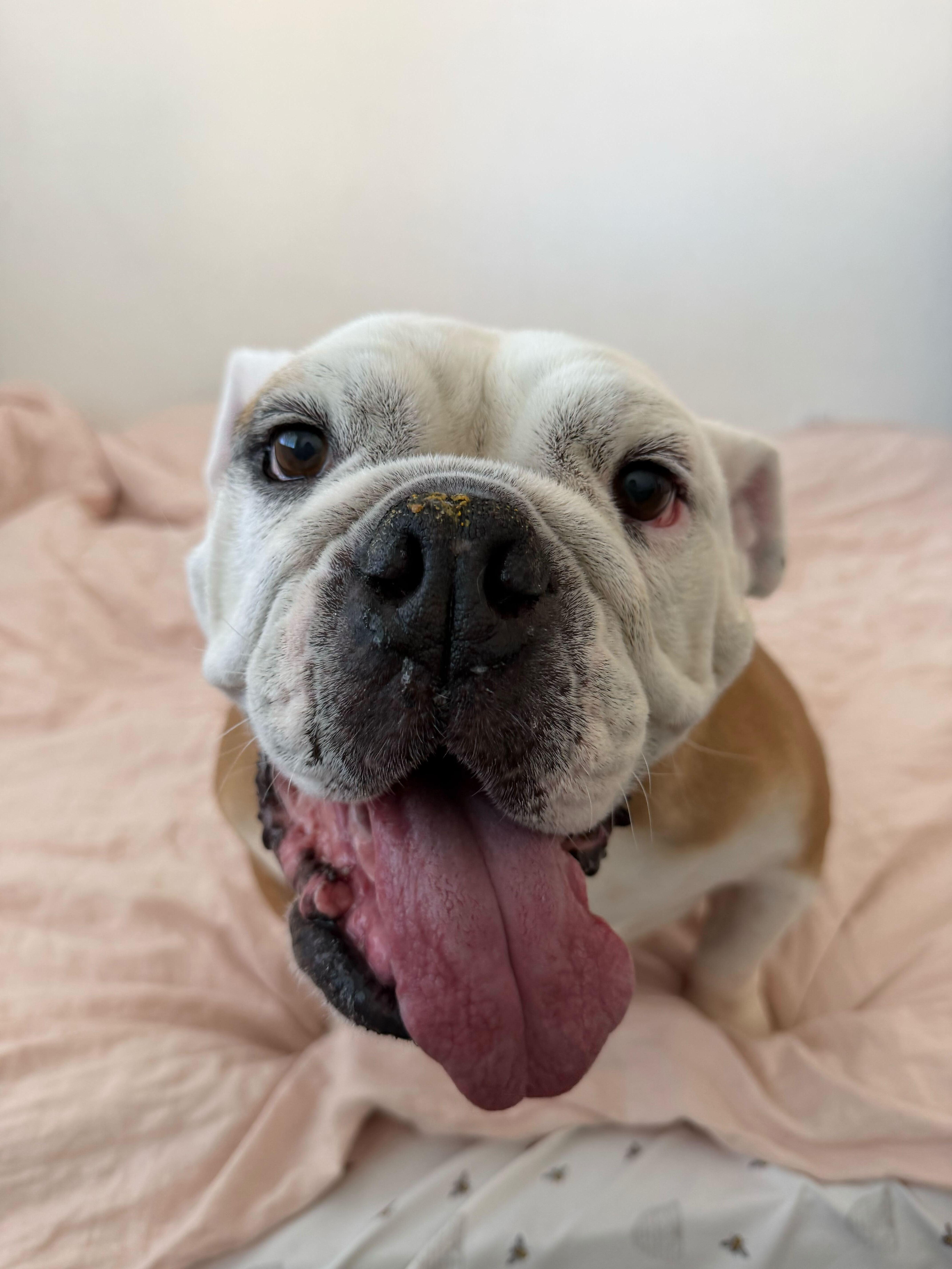 Enlarge Lila, a Adoptable English Bulldog in San Rafael, CA image 6/6