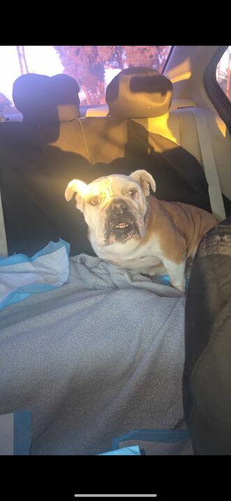 Lila, Adoptable, Adult Female English Bulldog.