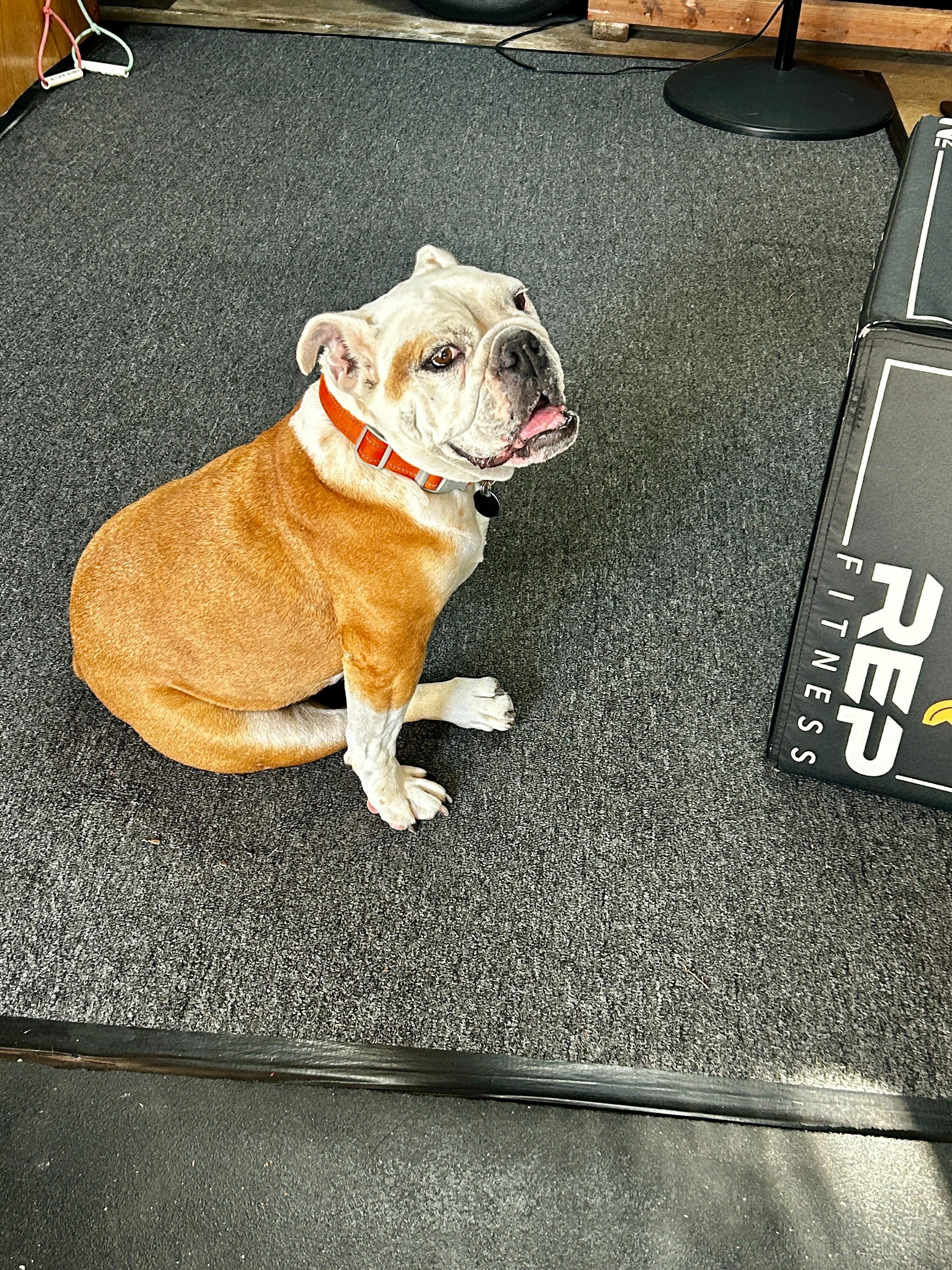 Lila, a Adoptable English Bulldog in San Rafael, CA image 6/6