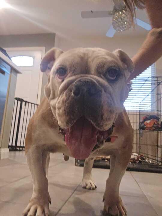 Enlarge Lila, a Adoptable English Bulldog in San Rafael, CA image 3/5