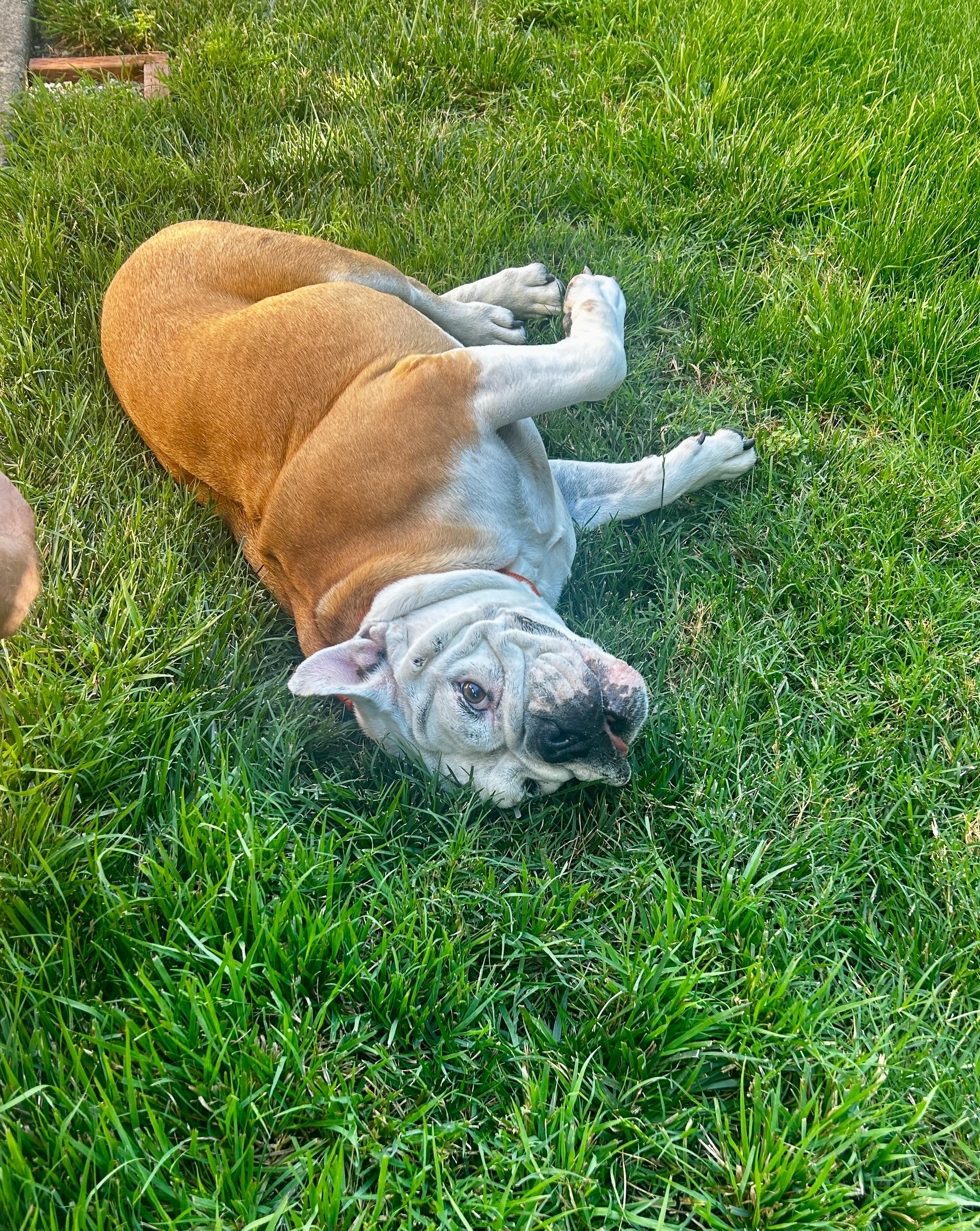 Lila, a Adoptable English Bulldog in San Rafael, CA image 5/6