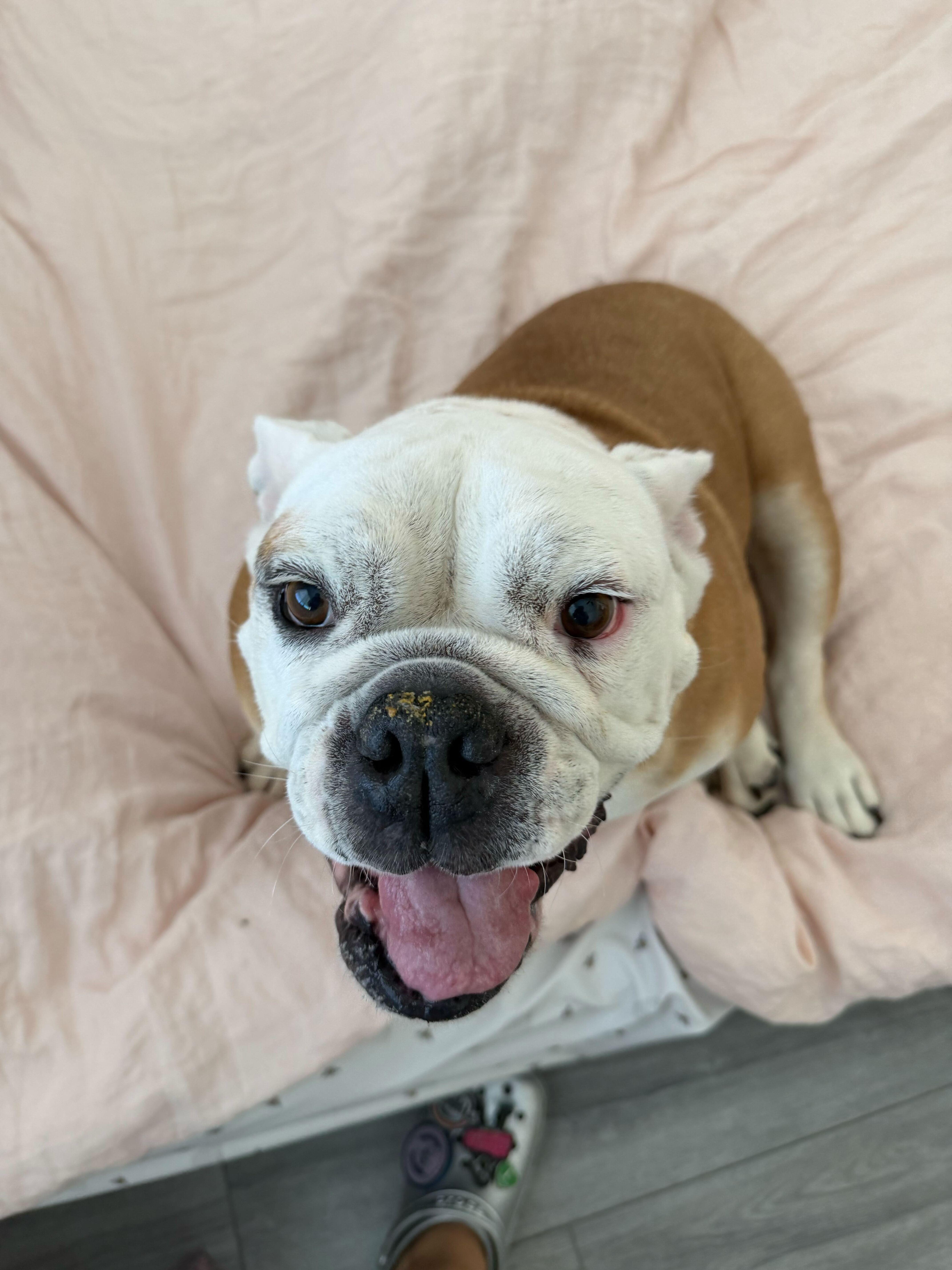 Lila, Adoptable, Adult Female English Bulldog.