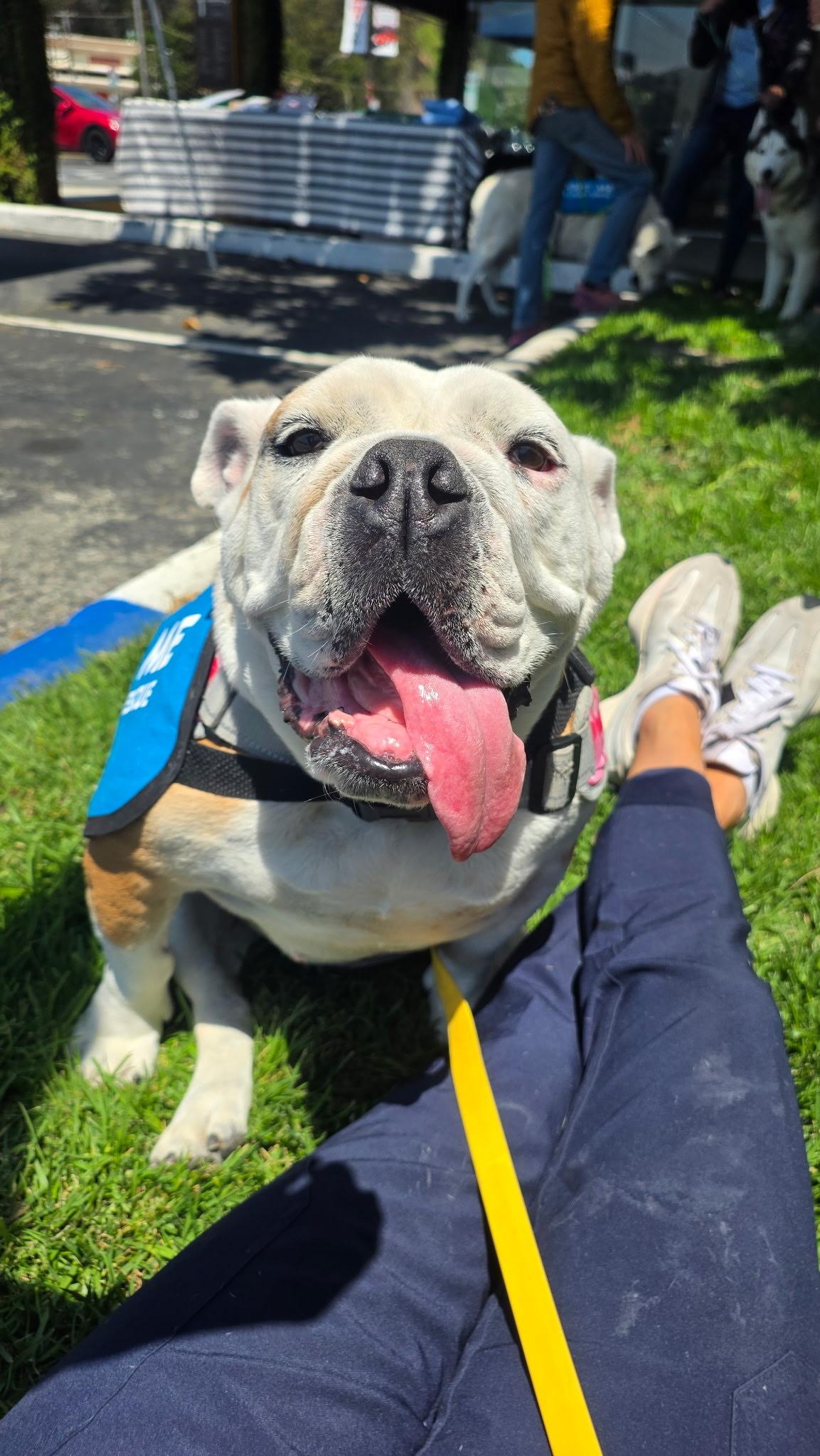 Lila, a Adoptable English Bulldog in San Rafael, CA image 3/6