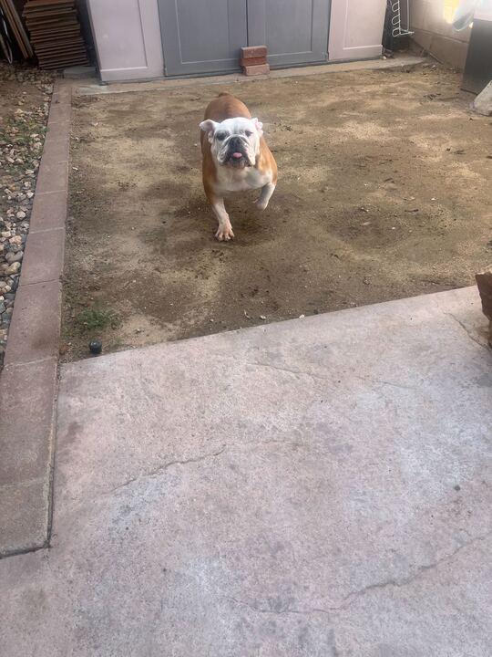 Enlarge Lila, a Adoptable English Bulldog in San Rafael, CA image 5/5