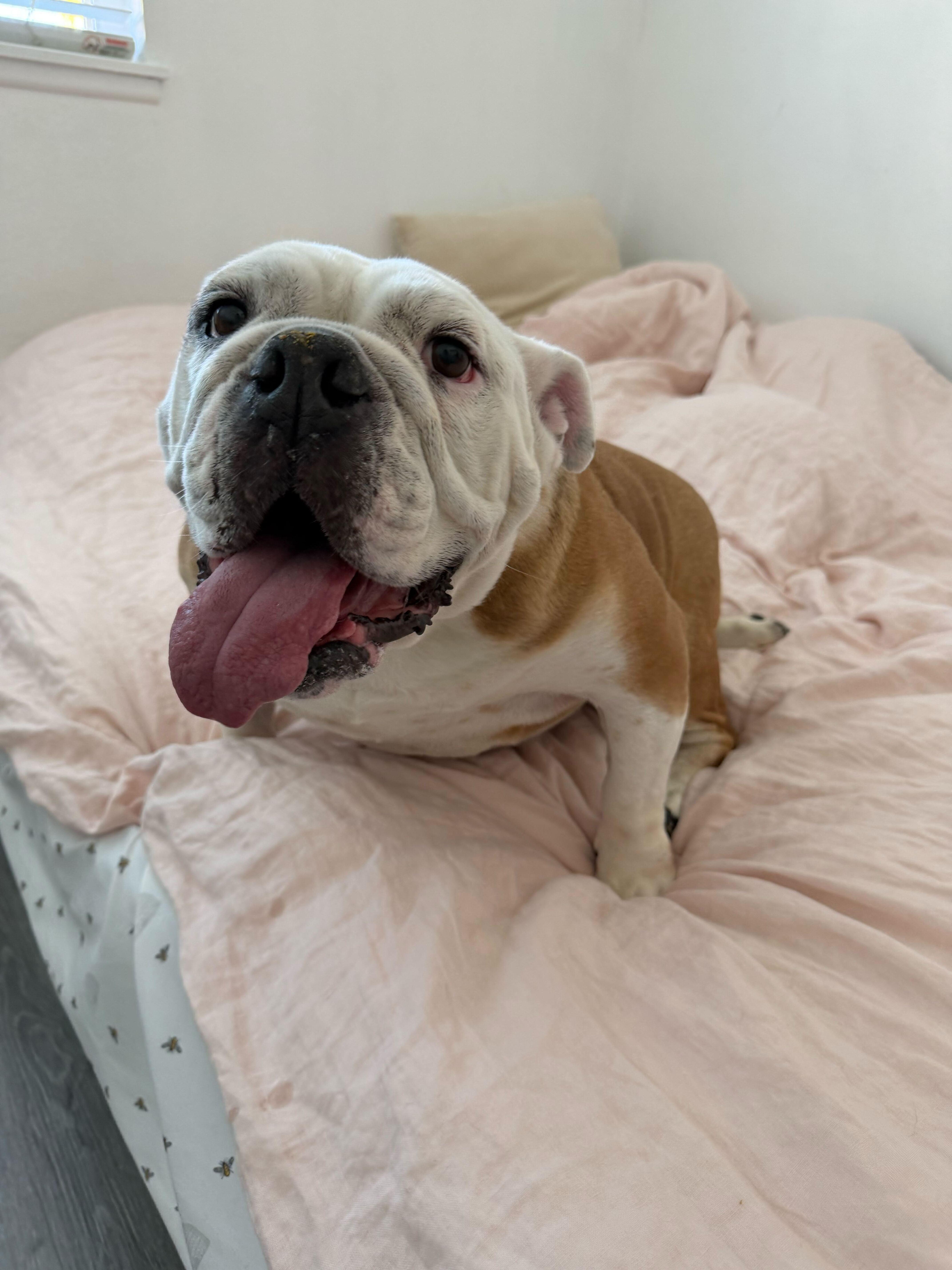 Enlarge Lila, a Adoptable English Bulldog in San Rafael, CA image 5/6