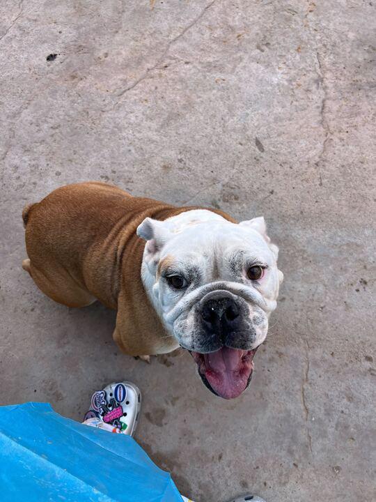Enlarge Lila, a Adoptable English Bulldog in San Rafael, CA image 4/5