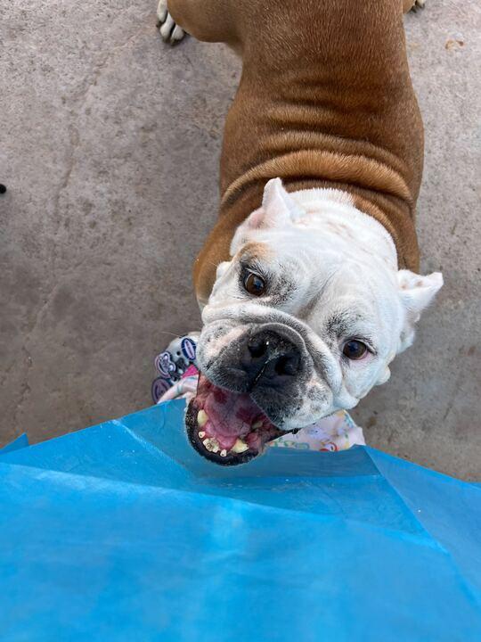 Lila, Adoptable, Adult Female English Bulldog.