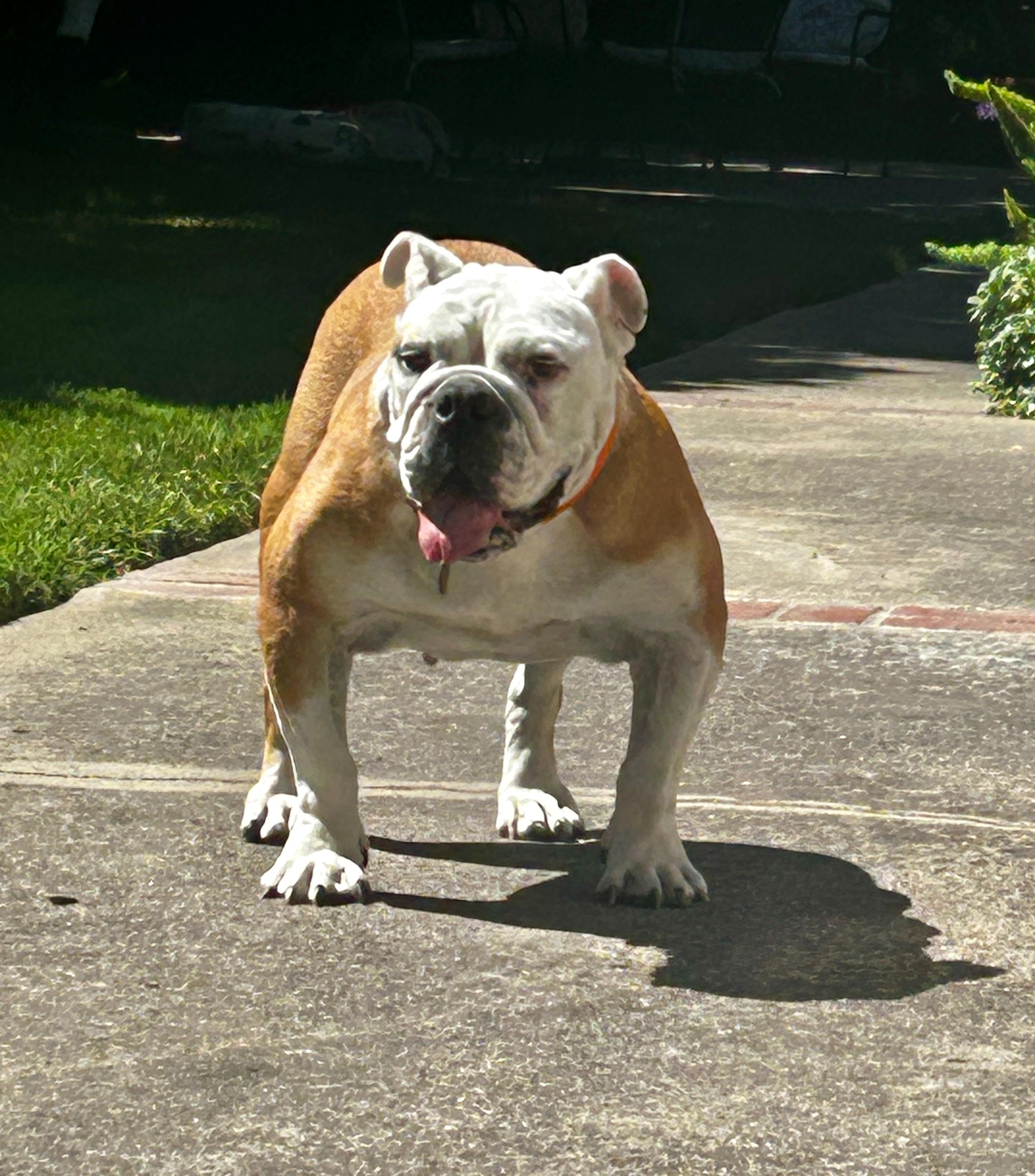 Lila, Adoptable, Adult Female English Bulldog.