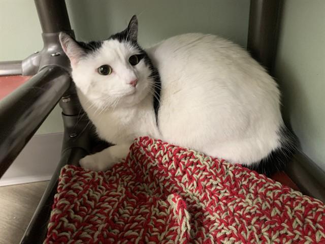 Enlarge CINDY, a Adoptable Domestic Short Hair in Westminster, MD image 1/1