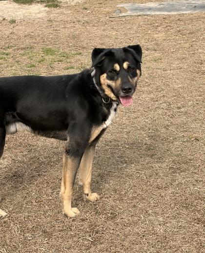 Enlarge Jingle, a Adoptable mixed breed in Conway, SC image 1/3