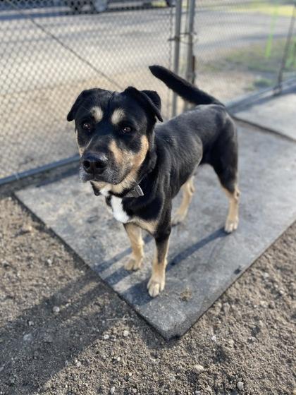 Jingle, a Adoptable mixed breed in Conway, SC image 1/2