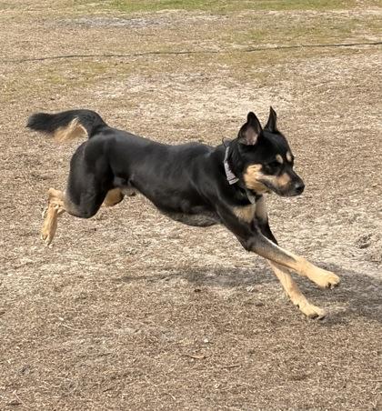 Jingle, a Adoptable mixed breed in Conway, SC image 2/2