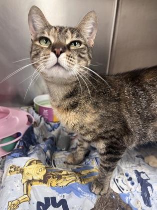 Weeki, a Adoptable mixed breed in Largo, FL image 1/3