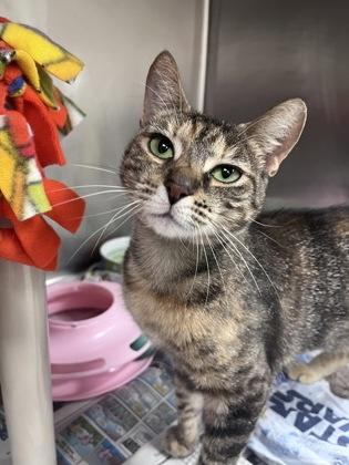 Weeki, a Adoptable mixed breed in Largo, FL image 2/3