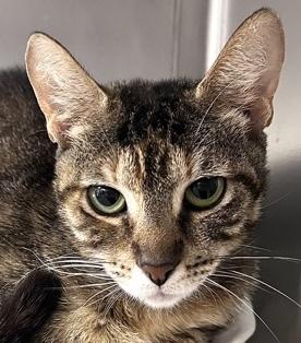Enlarge Weeki, a Adoptable mixed breed in Largo, FL image 1/1