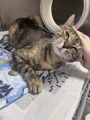 Weeki, a Adoptable mixed breed in Largo, FL image 3/3
