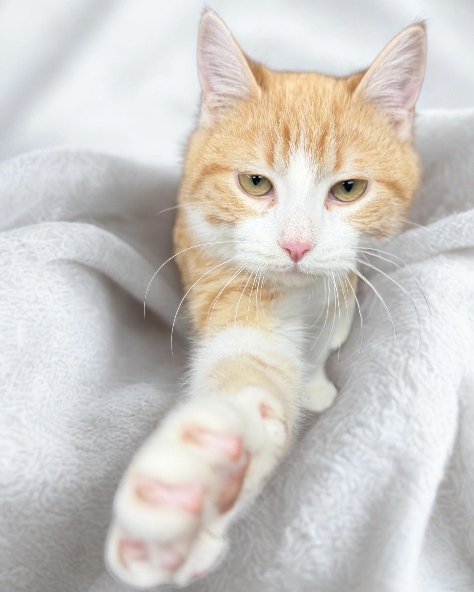 Enlarge Tater tot, an adopted Domestic Short Hair in Elwood, IL image 2/4
