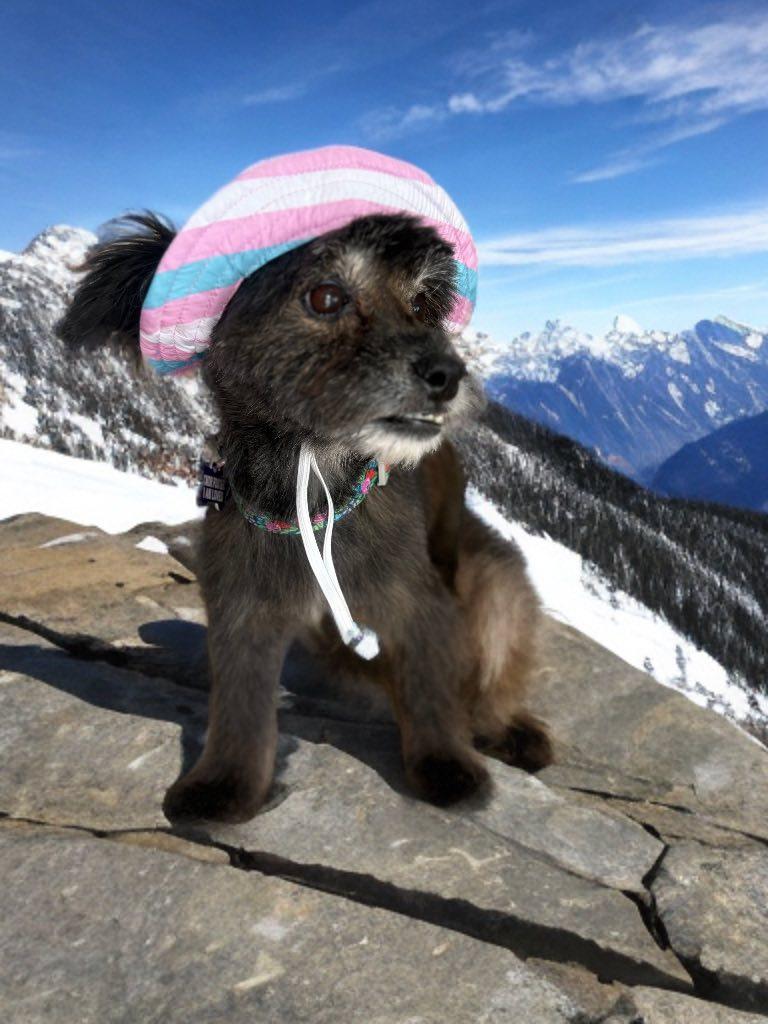 Pepper, Adopted, Adult Female Lhasa Apso & Havanese.