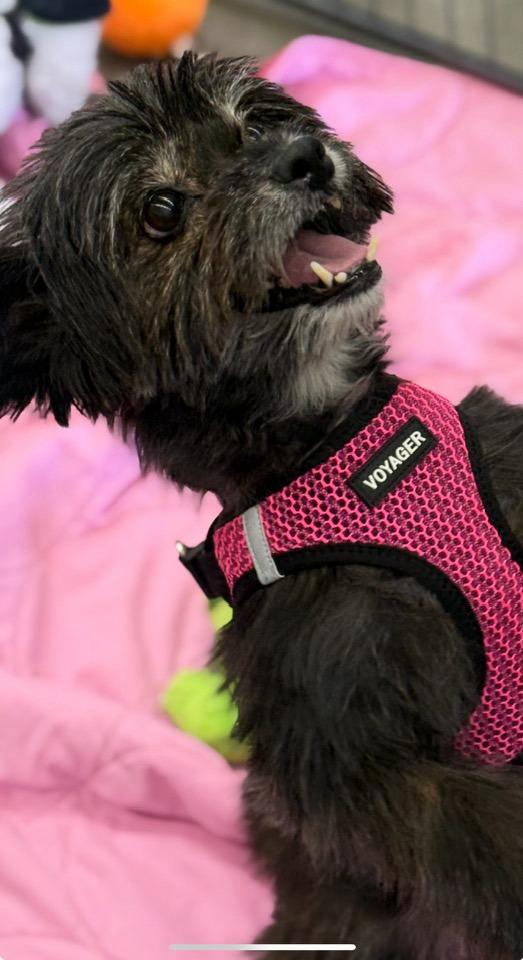 Enlarge Pepper, a Adopted mixed breed in Las Vegas, NV image 2/3