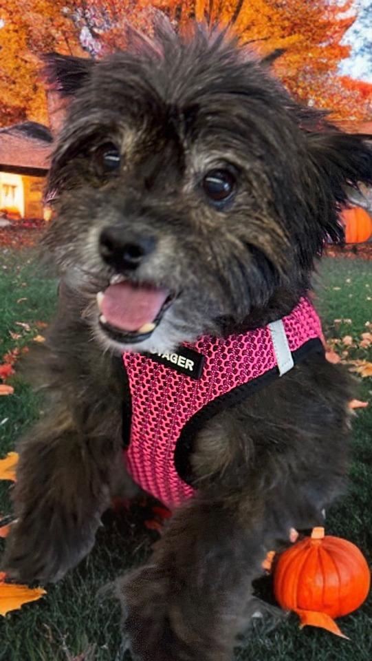 Enlarge Pepper, a Adopted mixed breed in Las Vegas, NV image 3/3