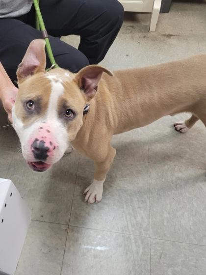 Zilla, Adoptable, Young Male Mixed Breed & Mixed Breed.