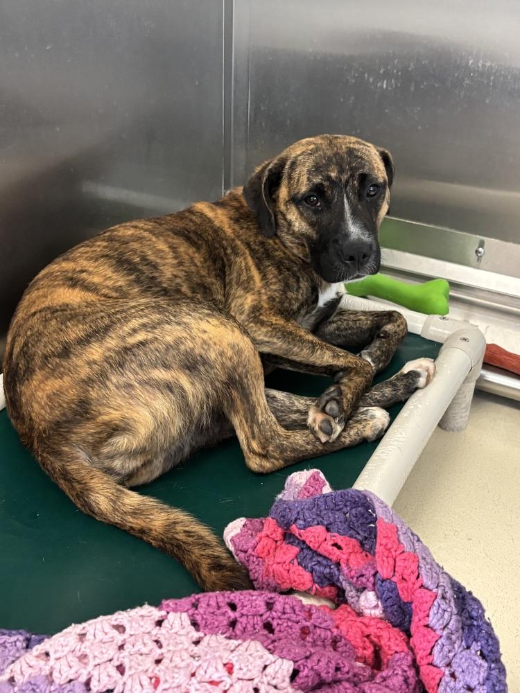 Elsa, Adoptable, Adult Female Staffordshire Bull Terrier.